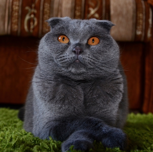 поговорим о кошках