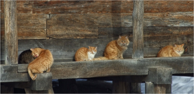 поговорим о кошках