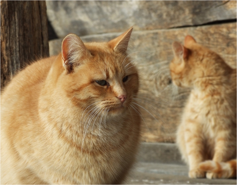 поговорим о кошках