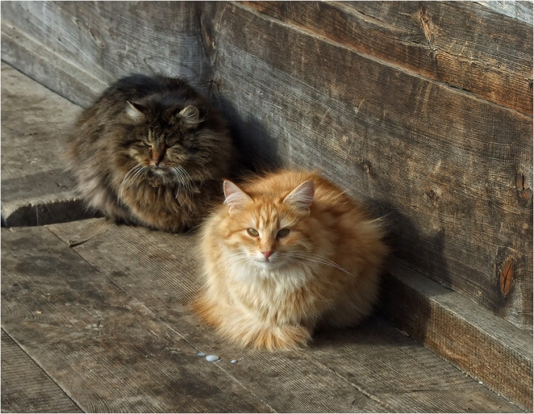 поговорим о кошках