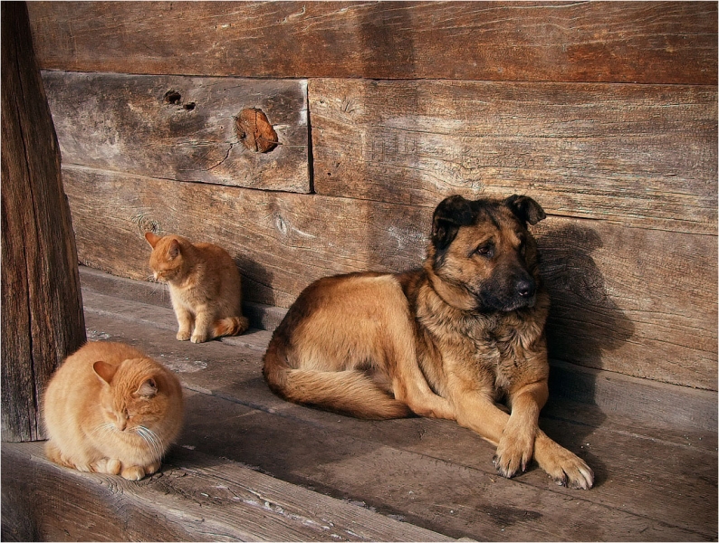 поговорим о кошках