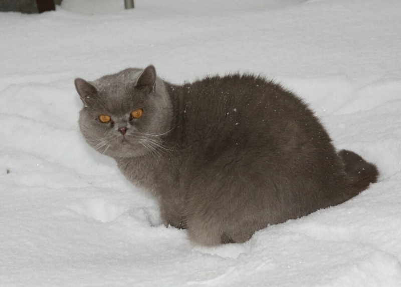 поговорим о кошках