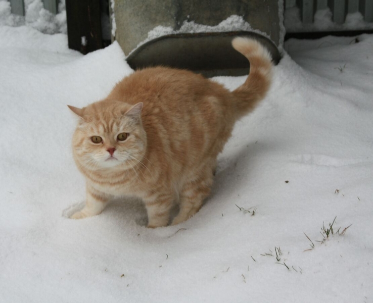 поговорим о кошках