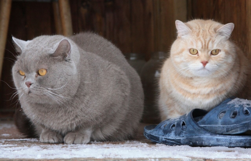 поговорим о кошках