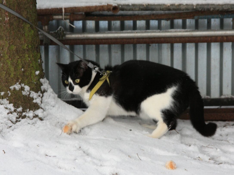 поговорим о кошках