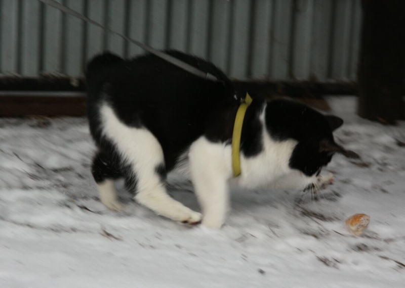 поговорим о кошках