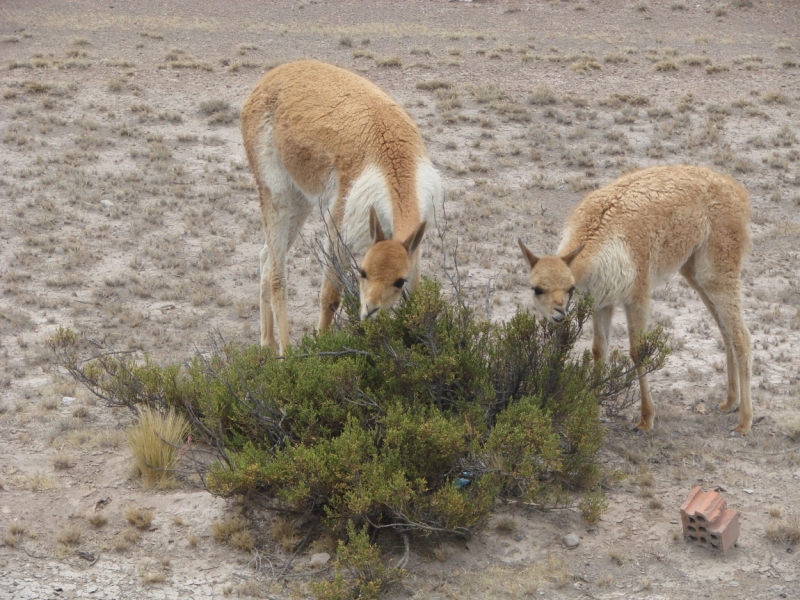 Если очень захотеть...Перу-Боливия, октябрь-ноябрь 2013