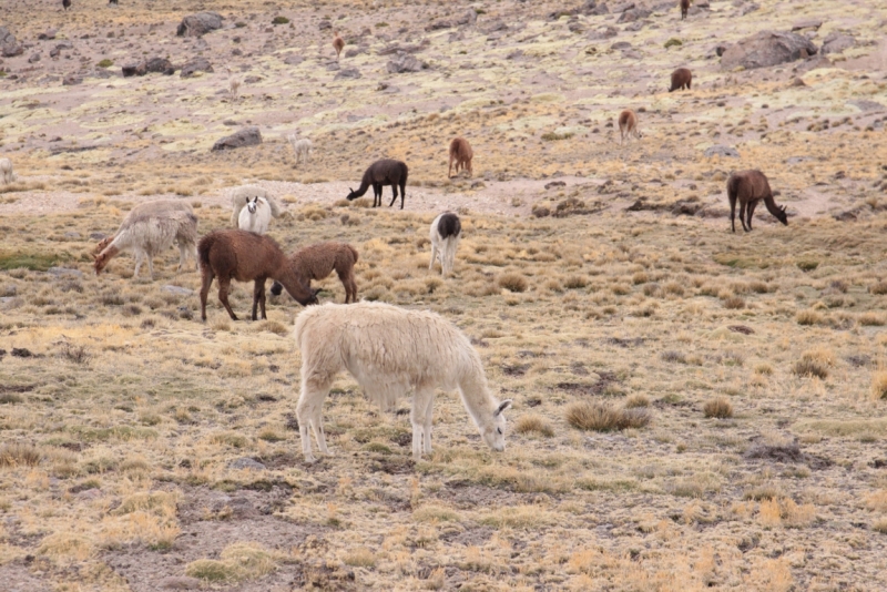 Если очень захотеть...Перу-Боливия, октябрь-ноябрь 2013