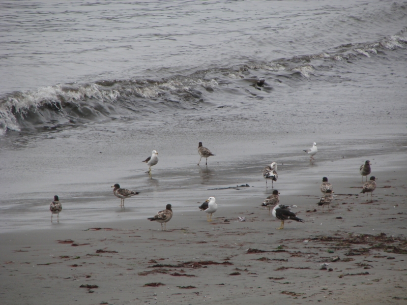 Если очень захотеть...Перу-Боливия, октябрь-ноябрь 2013