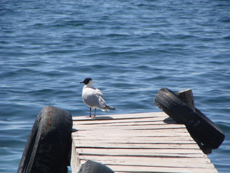 Если очень захотеть...Перу-Боливия, октябрь-ноябрь 2013