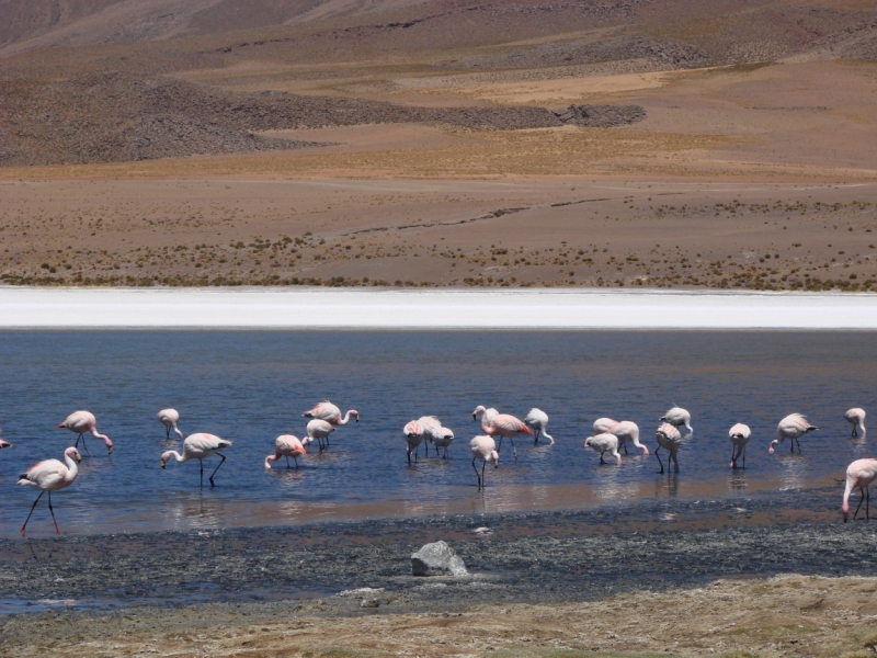 Если очень захотеть...Перу-Боливия, октябрь-ноябрь 2013