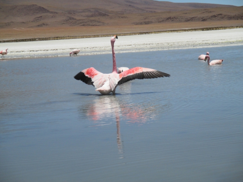 Если очень захотеть...Перу-Боливия, октябрь-ноябрь 2013