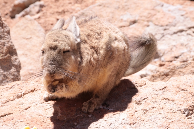 Если очень захотеть...Перу-Боливия, октябрь-ноябрь 2013