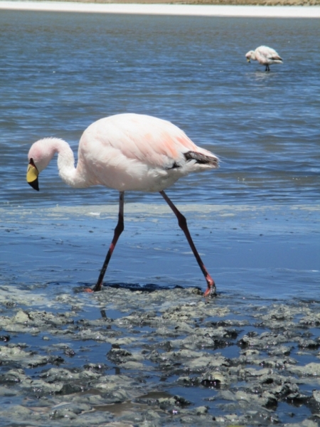 Если очень захотеть...Перу-Боливия, октябрь-ноябрь 2013