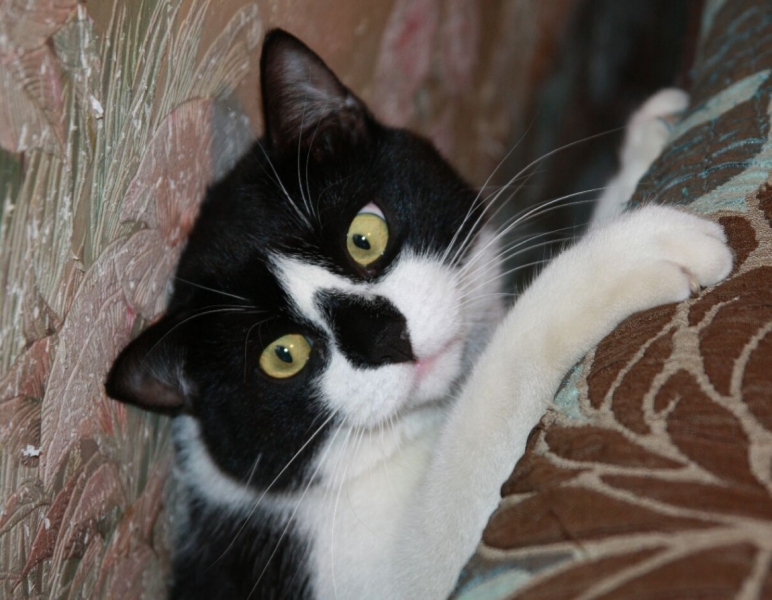 поговорим о кошках