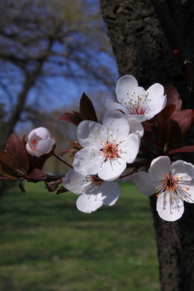 The Silence of Balkans