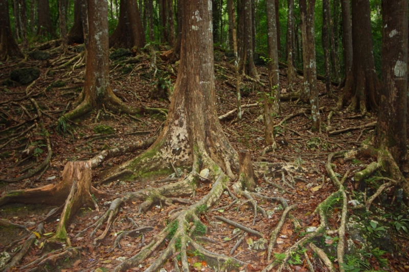 Сингапур-Себу-Бохол-Эль-нидо-Корон-Сингапур. Много фото и цифр.