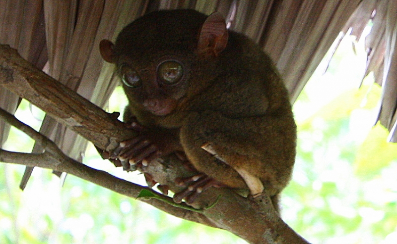 Сингапур-Себу-Бохол-Эль-нидо-Корон-Сингапур. Много фото и цифр.