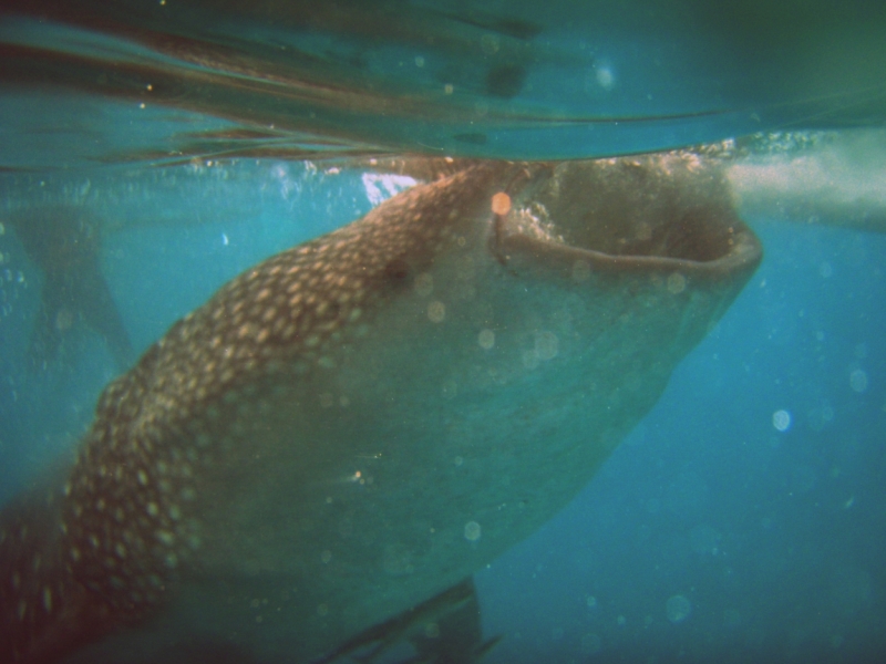 Сингапур-Себу-Бохол-Эль-нидо-Корон-Сингапур. Много фото и цифр.