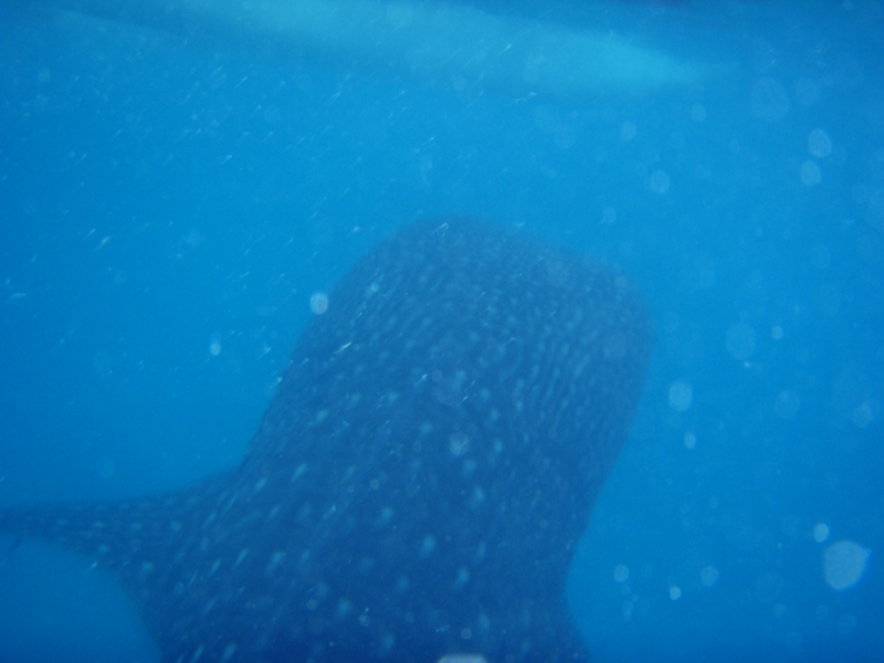 Сингапур-Себу-Бохол-Эль-нидо-Корон-Сингапур. Много фото и цифр.