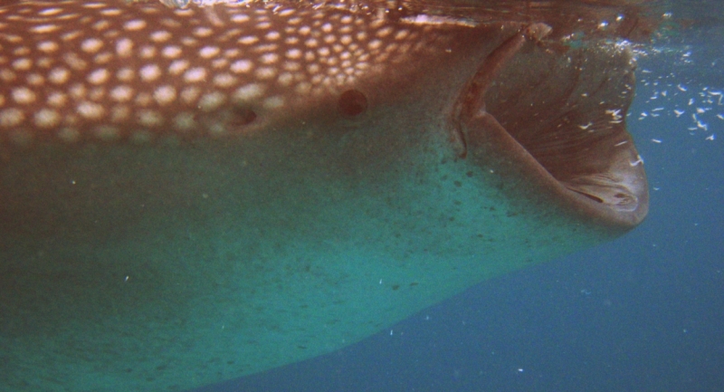 Сингапур-Себу-Бохол-Эль-нидо-Корон-Сингапур. Много фото и цифр.