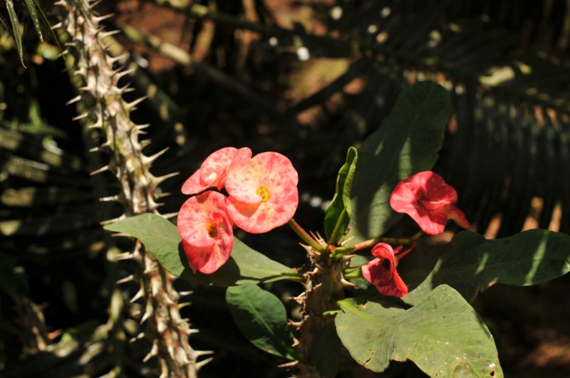 Март 2014: Фукуок- Хошимин- Начанг- Хошимин