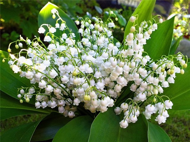 Светочку - tutovka с днем рождения!