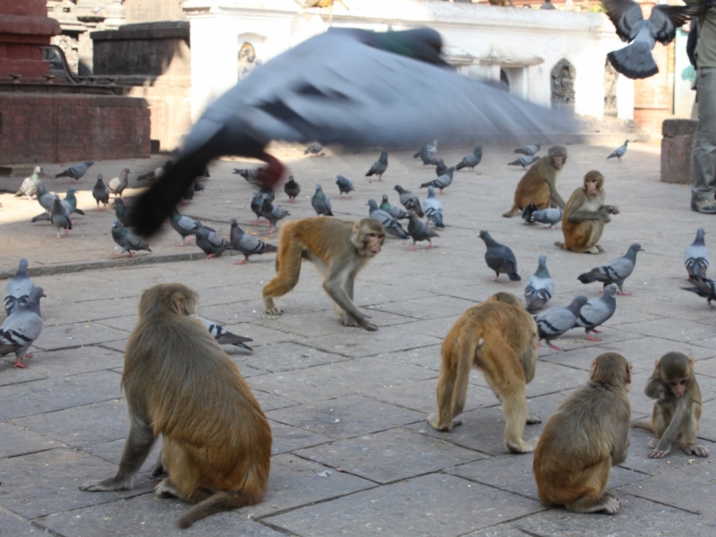 Окрестности Катманду через фотообъектив, ноябрь 2013
