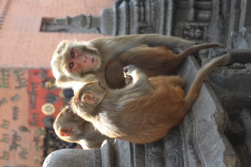 Окрестности Катманду через фотообъектив, ноябрь 2013