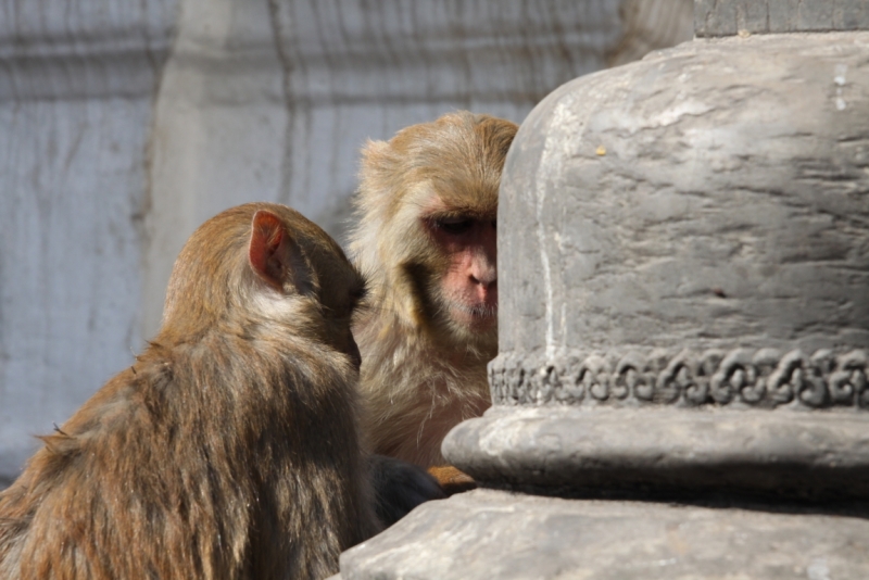 Окрестности Катманду через фотообъектив, ноябрь 2013