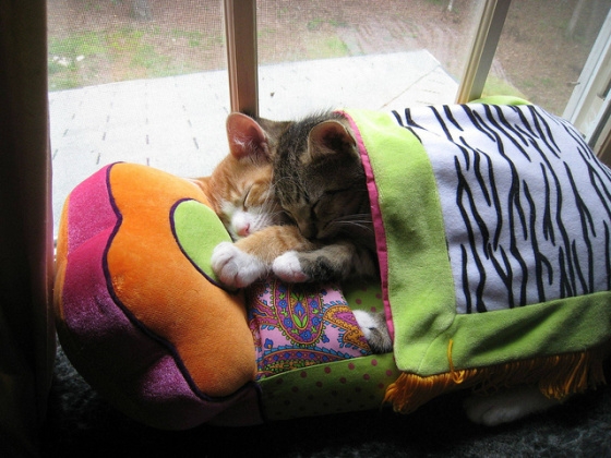 поговорим о кошках