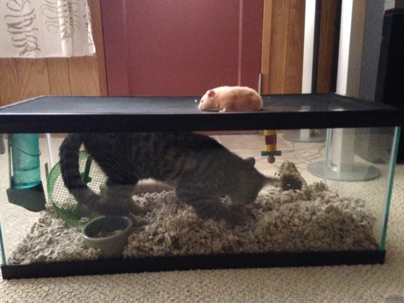 поговорим о кошках