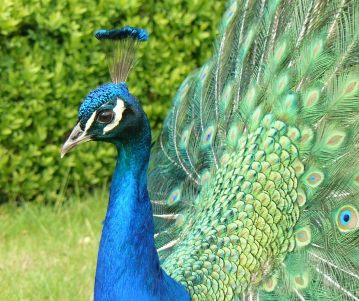 Птицы в фотографиях из путешествий