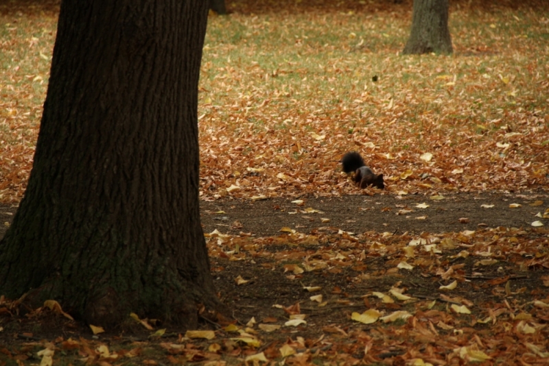 Австрия, Вена, Зальцбург, Грац, 2013 год. Фотоотчет.