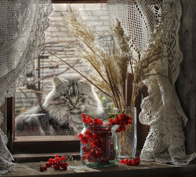 поговорим о кошках