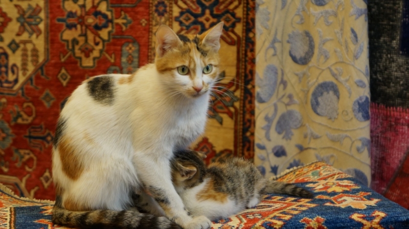 Стамбул и Каппадокия на НГ 2014