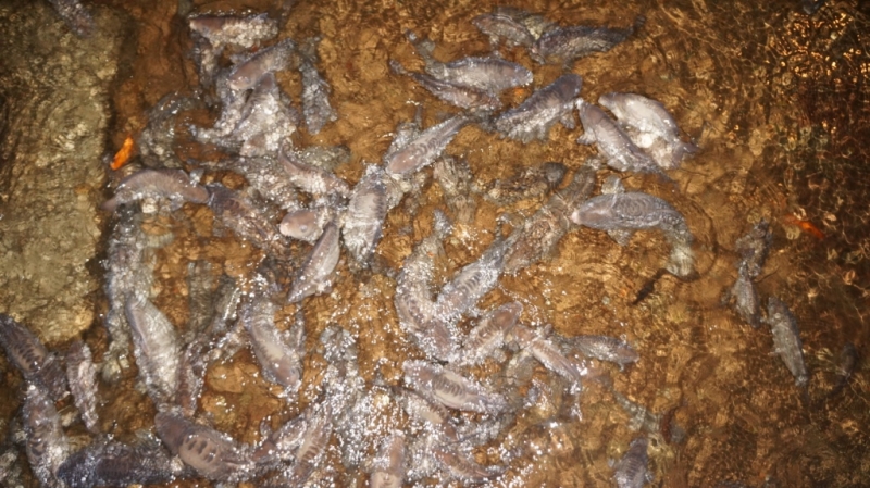 Стамбул и Каппадокия на НГ 2014