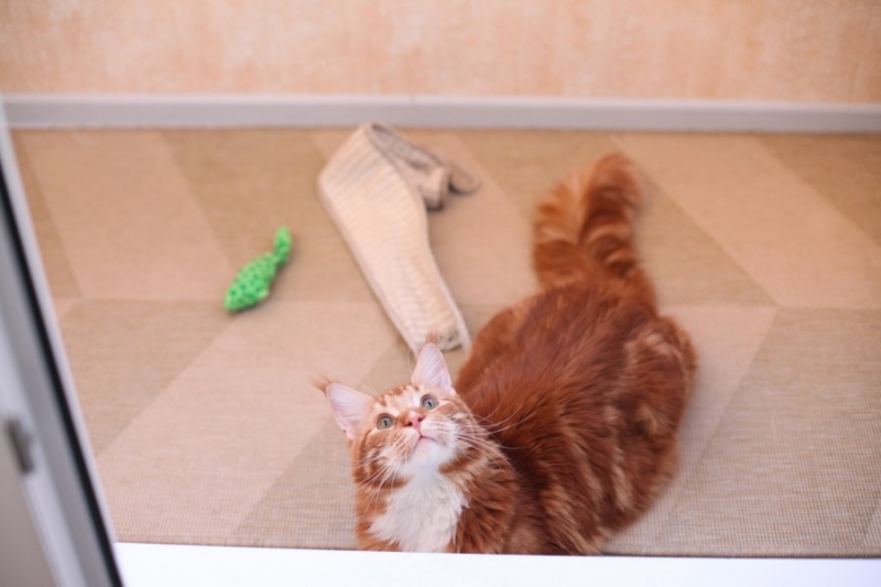 поговорим о кошках