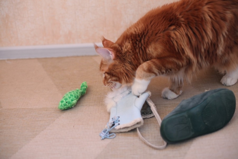 поговорим о кошках