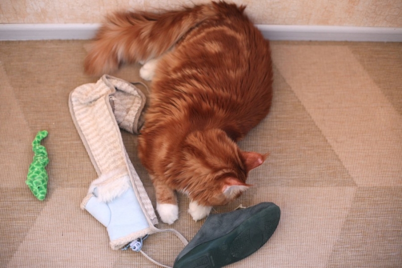 поговорим о кошках