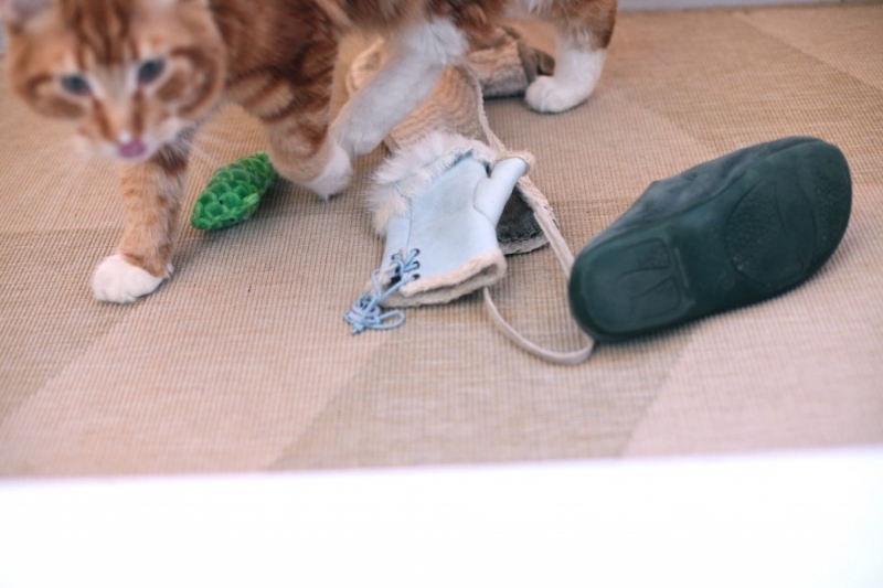 поговорим о кошках