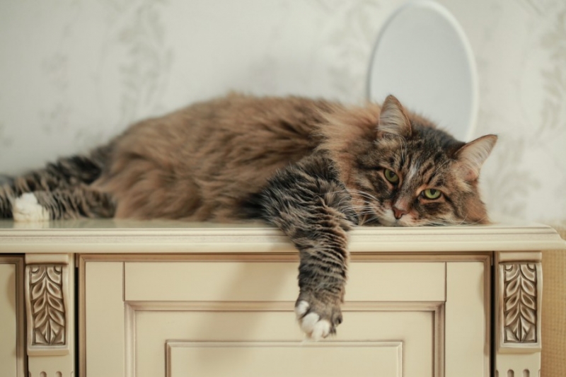 поговорим о кошках поговорим о кошках