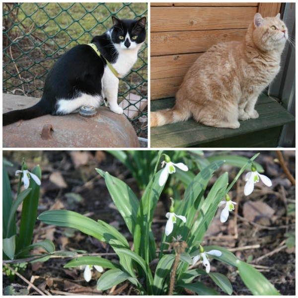 поговорим о кошках