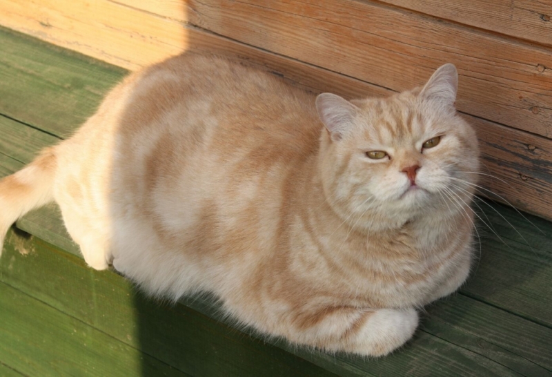 поговорим о кошках