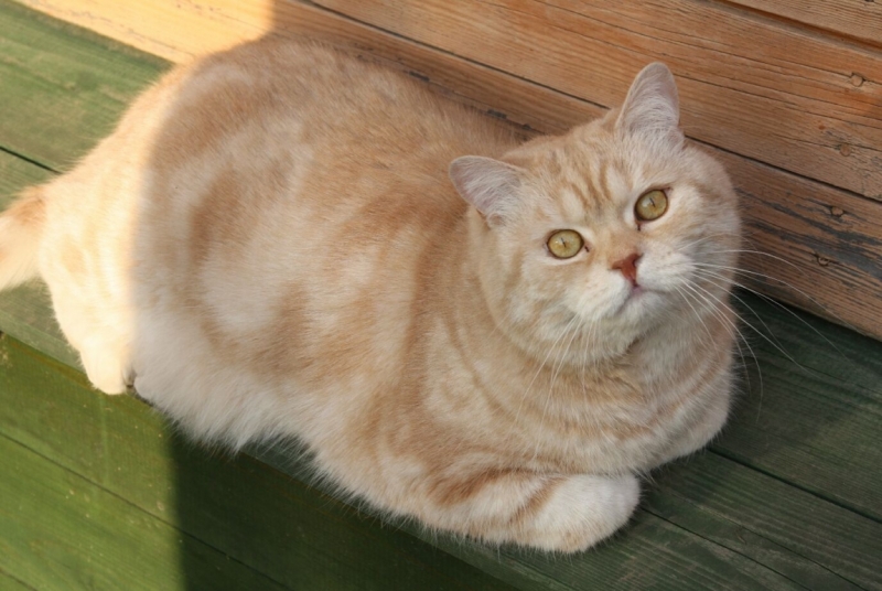 поговорим о кошках