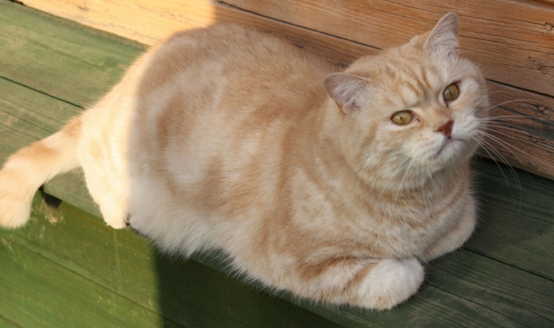 поговорим о кошках