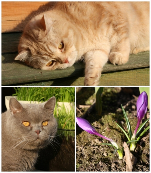 поговорим о кошках