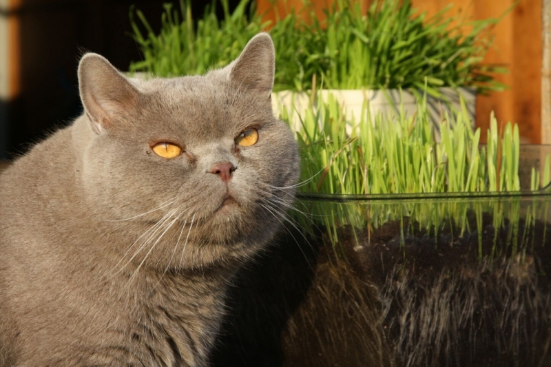 поговорим о кошках