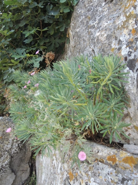 Балканские скитания