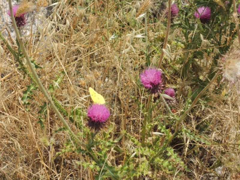 Балканские скитания